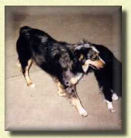 Kovac's Red Rover Rocky