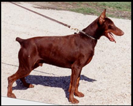 Baron vom Blitzkriger