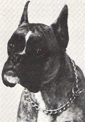 Jutta vom Thannhäuser