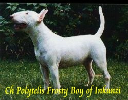 CH Polytelis Frosty Boy of Inkunzi