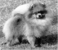 ENG/IR/JAP CH Daim of Sushimoto at Cygal