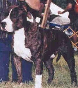 CH (AKC/UKC) Cloverhill's Watuka Spirit