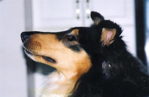 CH Langsyne Glasgowhill BustAMove