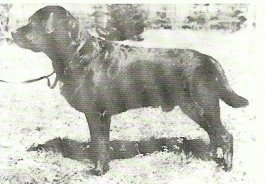 DANISH CHAMPION Passingridge Black Prince