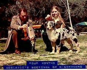 CH Adelaide's Scotsman of Windermere