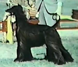 CH (US) Khalife of Grandeur