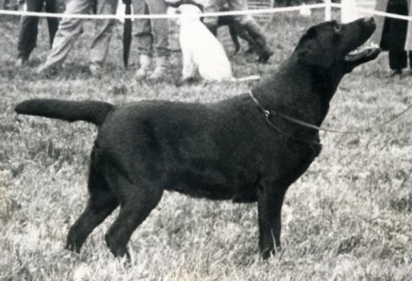 Ch. Lejie Lucy