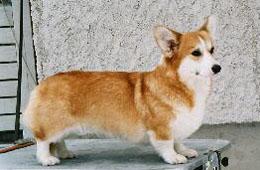 CC-WINNER Dwynella Kiwi Love For Annline