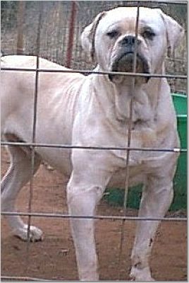 Johnson's Machine Spike of Brame