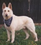 Alpenwolf Arctic Warlock