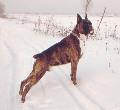 KLUBSIEGER Kim von der Lustigen Grille