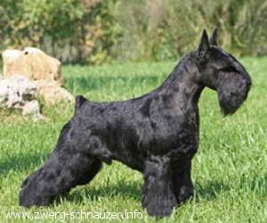 INT,MON,LUX,SLOCH Busterkeaton Di Monte Gentile