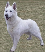 Faimen-Star von Fürstenberg