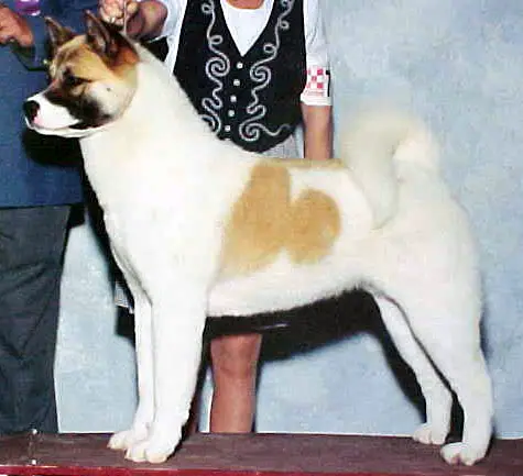 AKC CH Regalia's Traces of Fire
