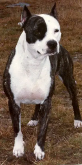 York's Bandit