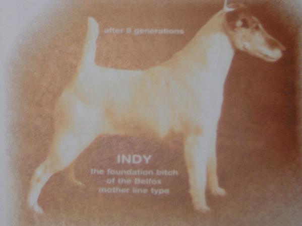 Indy des Hellwoodiis