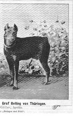 Graf Belling von Thuringen (Grönland)