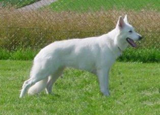 DTSCH CH Esta vom Durbuscher Forst