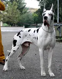 INTCH, CH (ITA) CH Italian Club-'02, CH Switzerland Club-'03 Obelix-A del Castello delle Rocche