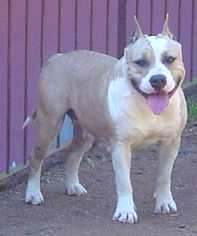 CG Flower Bycob New Kraftfeld