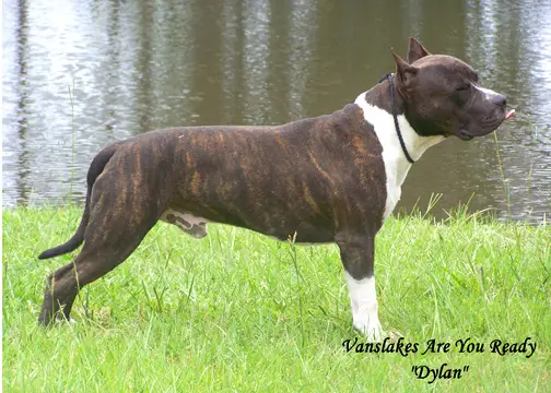 Vanslake's Are You Ready