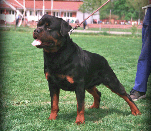 CH. YU Falko Od Sremcica