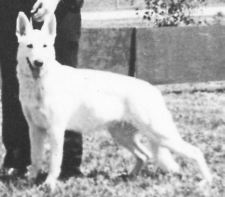 Sherman's Schnee Madchen