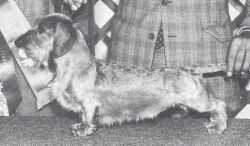 INTL CH CAN CH AM CH (AKC) Ej's Top Gun MW