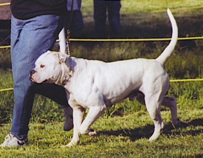 GR CH SBK's Jaxxson Brown of Clayhill