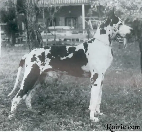 CH MONDE VERONE 1980 Cochise vom Schwarzen Ort