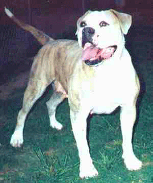 Johnson's Sugar Doll 71 PH-0.52/0.54