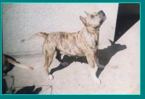 Buena Bonita Christy Olmar