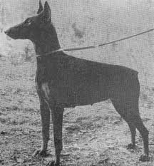 BD SGN Carmen vom Felsingpass