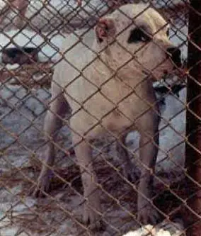 Watchdog/Margentina's Scoot