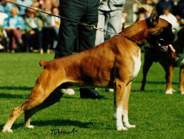 CH. Boreas Hof van Troye