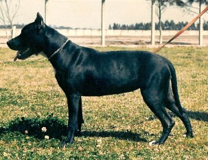 River Run's Dark Starr