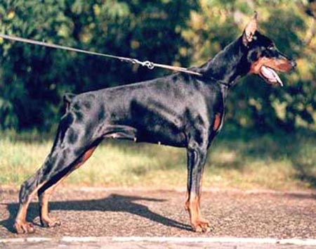 LV-LTU-RUS-BLR-UA CH Naomi Nalin Disant Rou