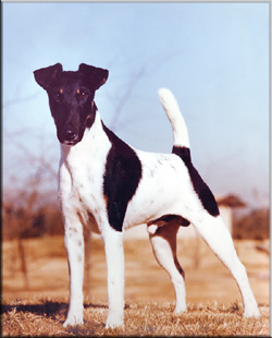 CH (AKC) Ttarb The Brat