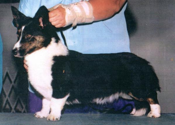 Sisterwood's Stark'n Dark