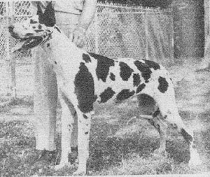 CH Jotunheim Charisma