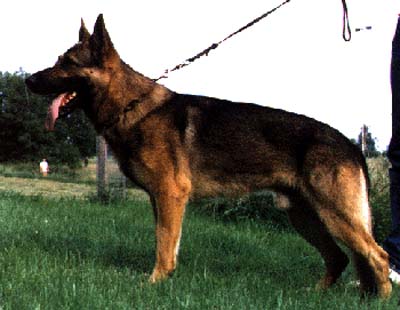 Arko vom Stoffelblick