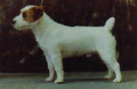 AU CH Malung/JR Napoleon