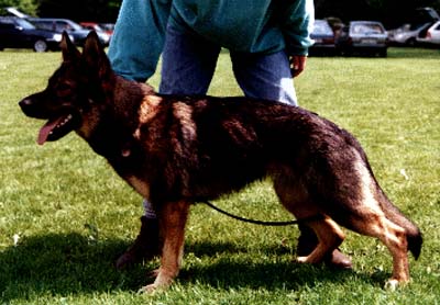 SG Eike von den wilden Rabbits