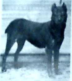 BDSGR Prinz Matzi V Groenland