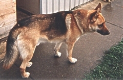 Sherri's Tyson