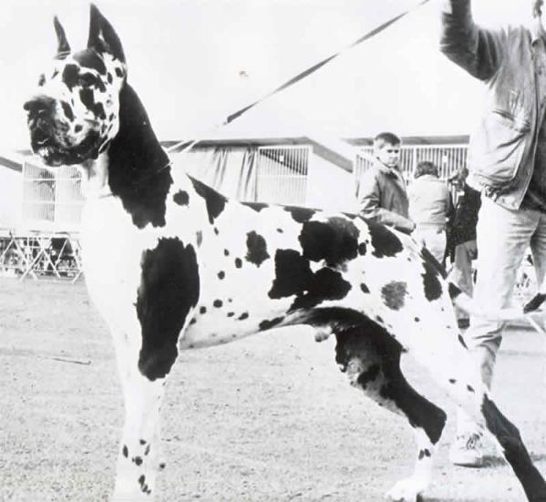 CH Fr. Chaman De La Benjamine