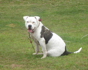 McMillion's Dollar Reno