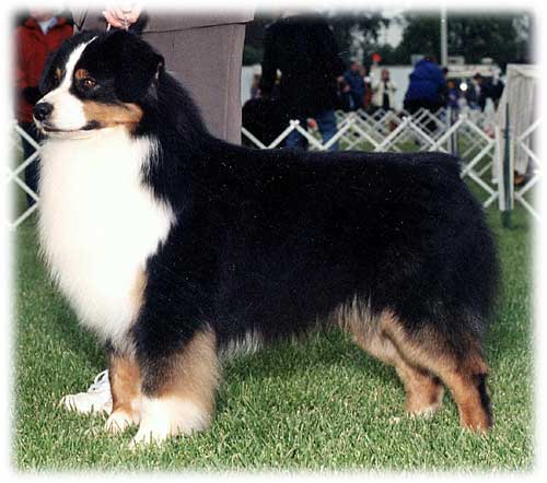 CH Inverness Just In Case