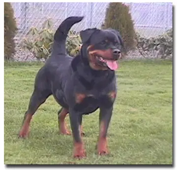 Ursa vom Wachberg