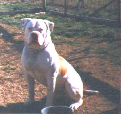 Apple Jack's Lil'Pied Piper